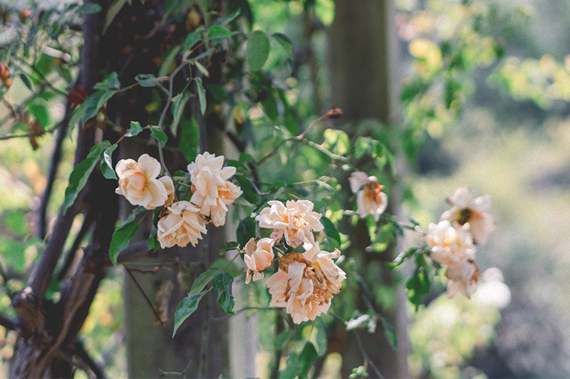 gardener homesteder