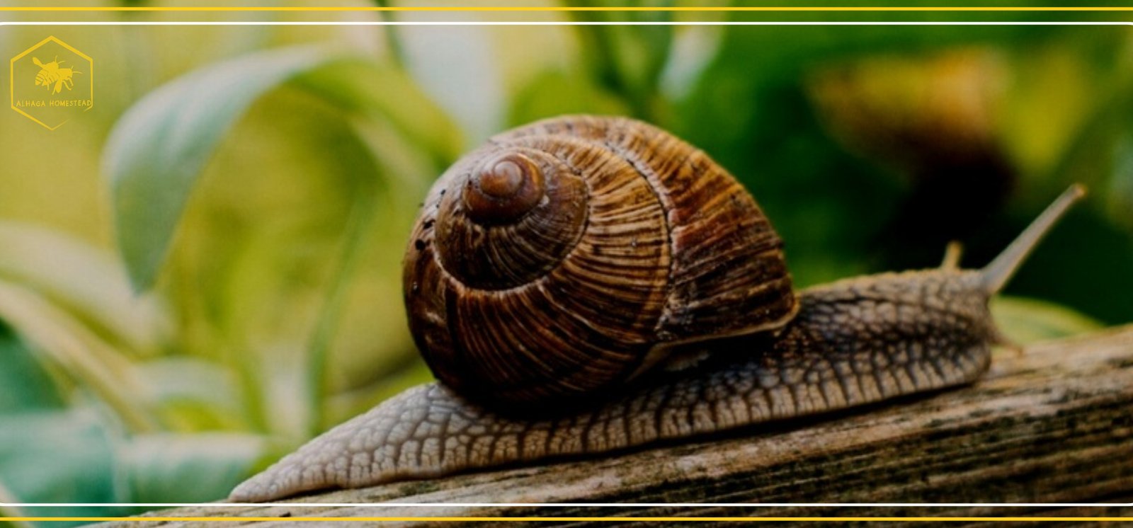 Alhaga homestead forest garden