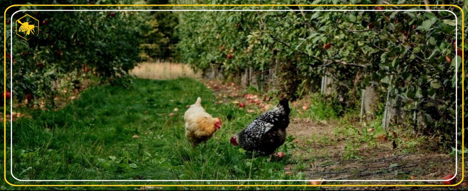 FALLGROPAR alhaga homestead