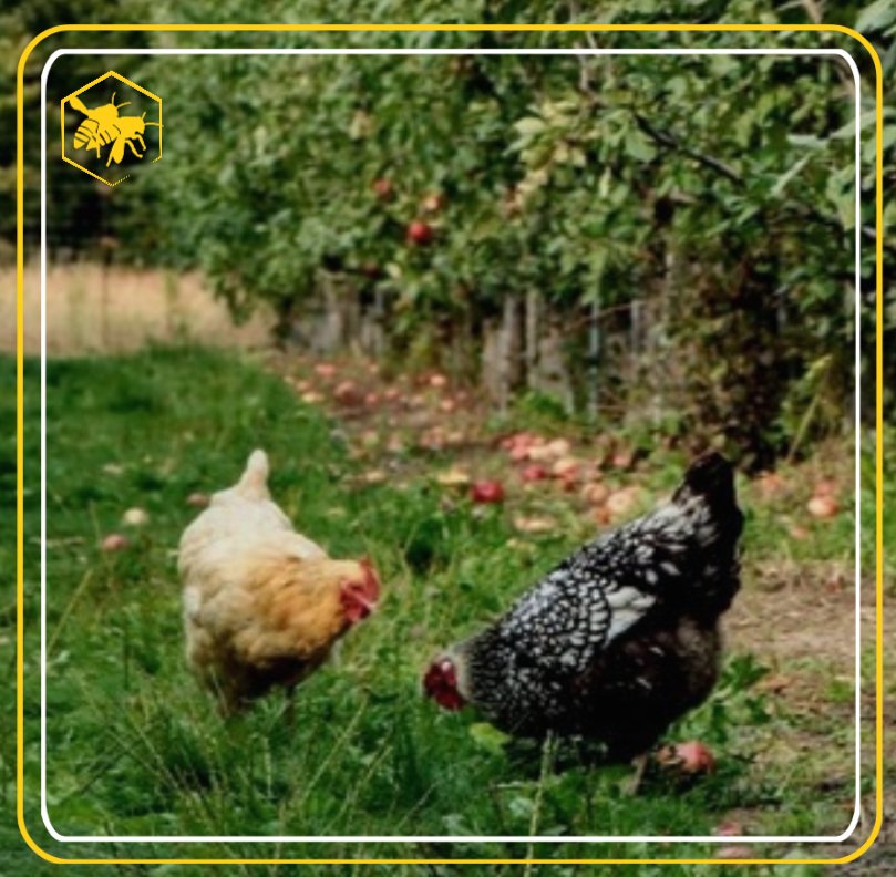 PITFALLS alhaga homestead