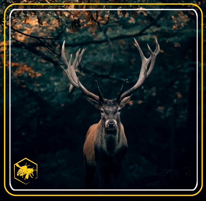 Fågel Alhaga homestead