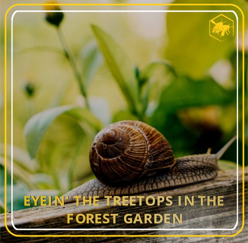 THE TREETOPS Alhaga homestead