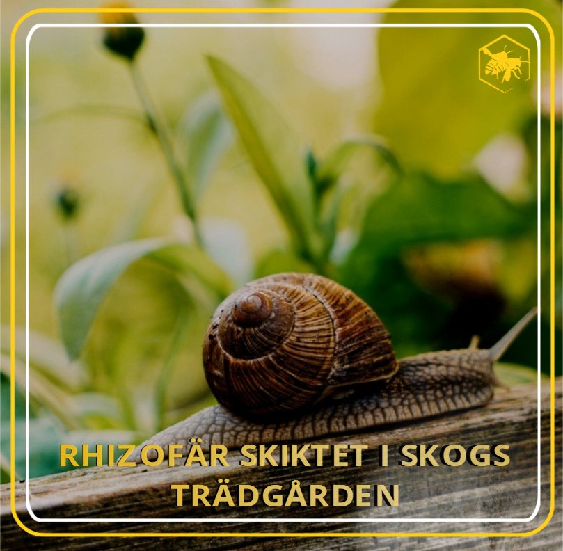 RHIZOFÄR SKIKTET Alhaga homestead