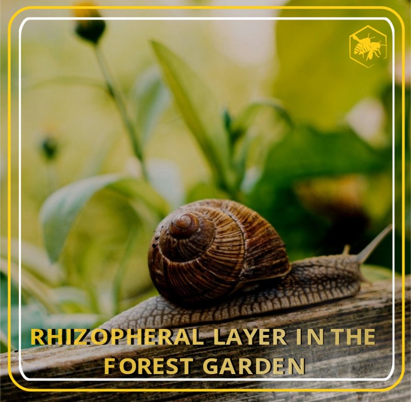 RHIZOPHERAL LAYER Alhaga homestead