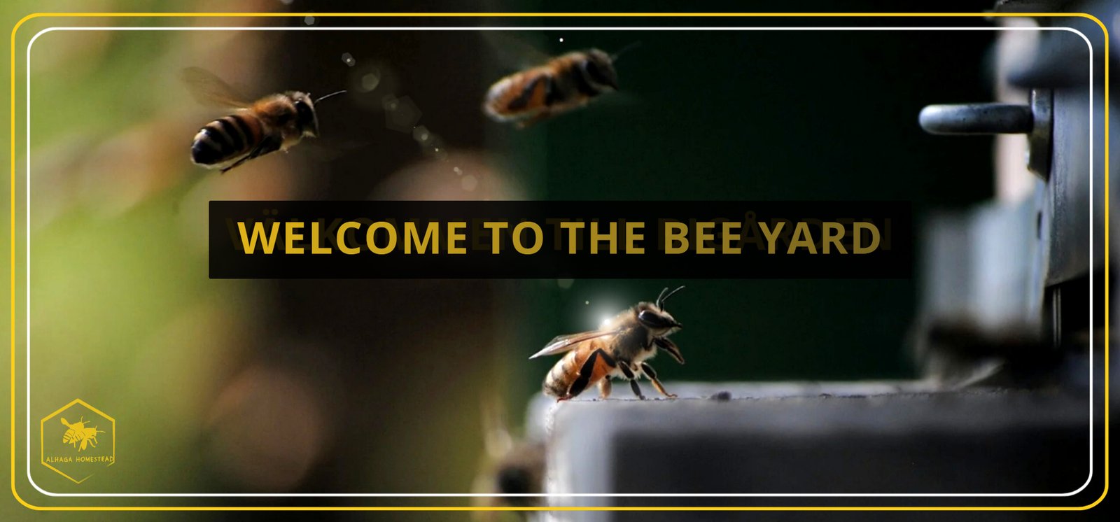 The bee yard Alhaga homestead