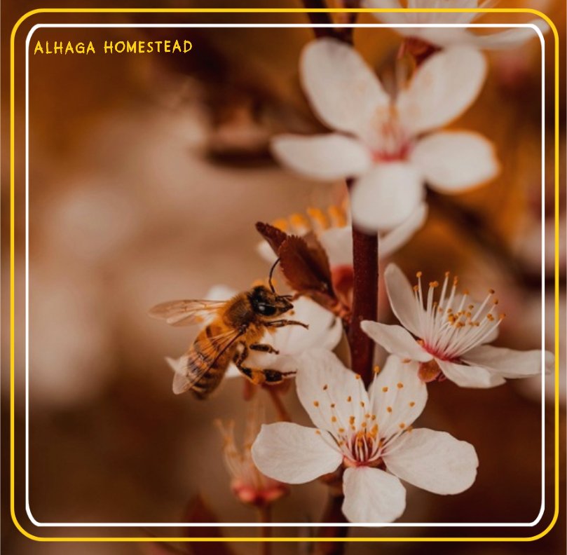 BEEKEEPING TIPS Alhaga homestead