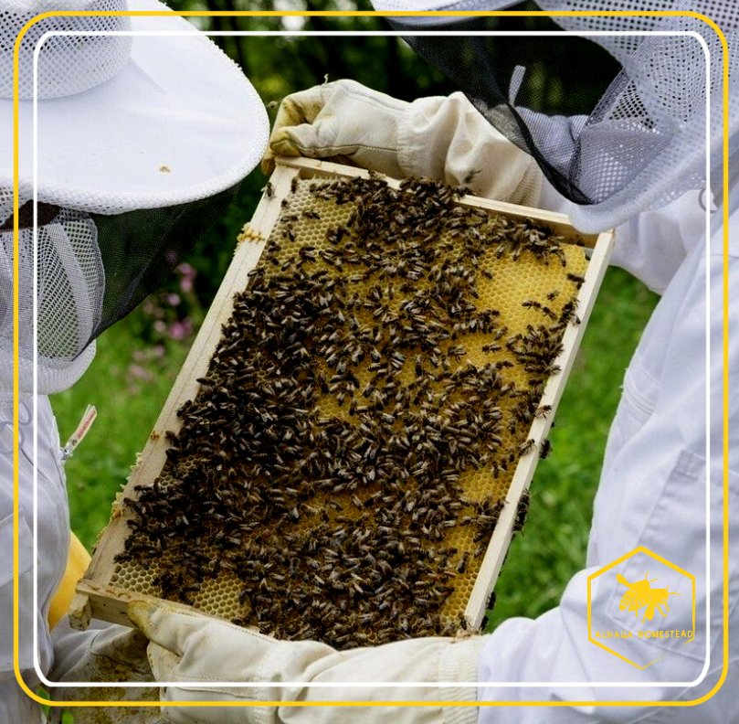 Beekeeper Alhaga homestead