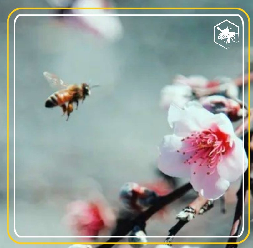 Beekeeping Alhaga homestead