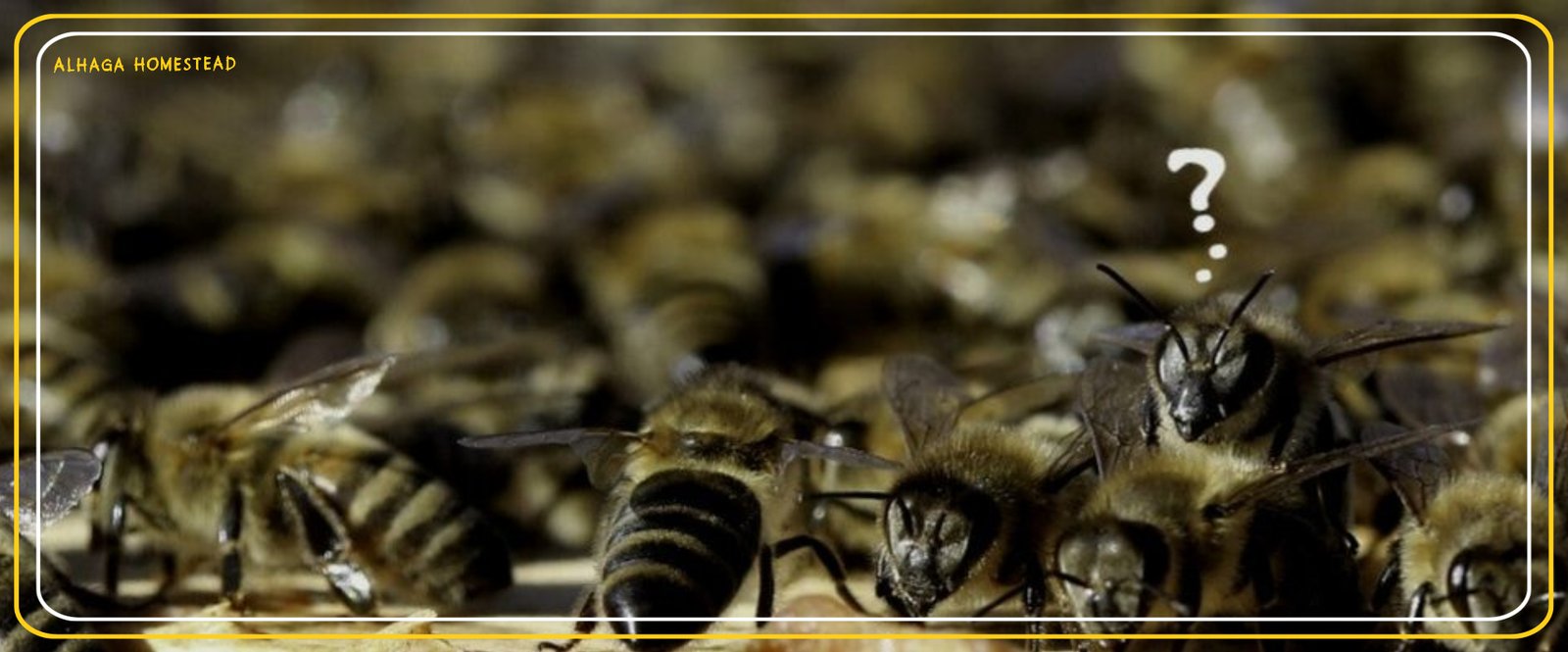 Buzzin Alhaga homestead