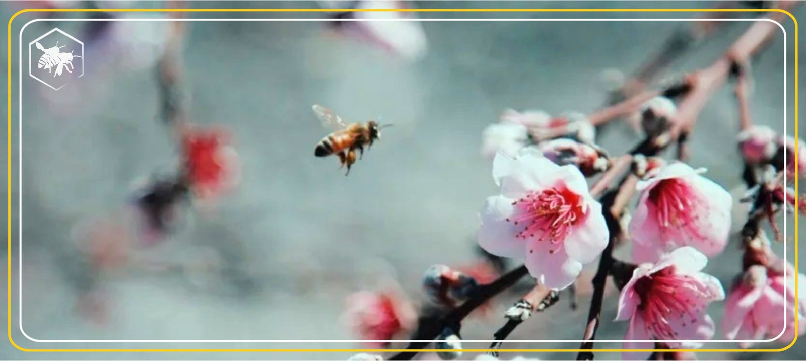 Buzzin bees Alhaga homestead