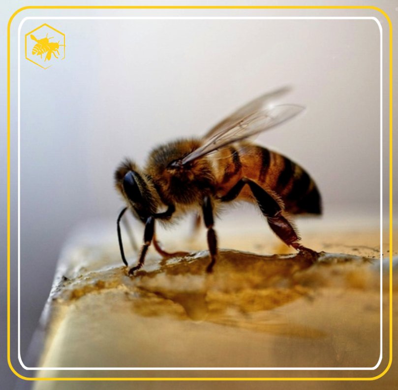 MYSTERIES OF BEEKEEPING Alhaga