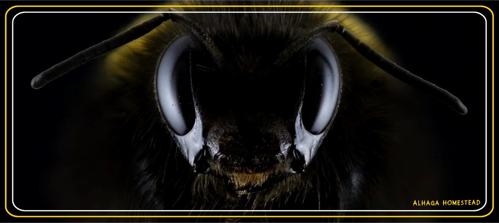 Macro bee Alhaga homestead