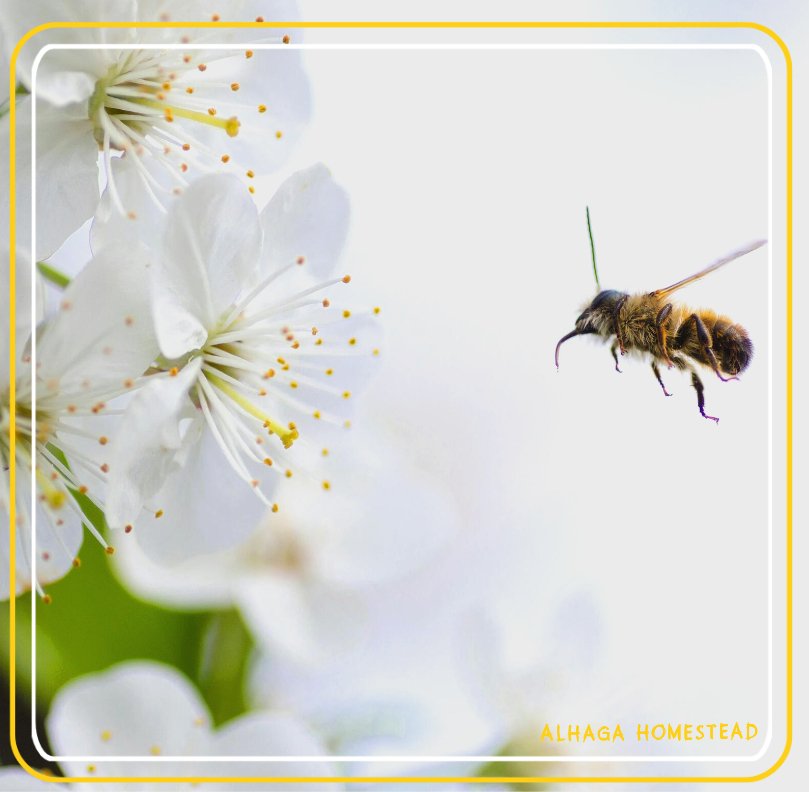 Pollen Alhaga homestead