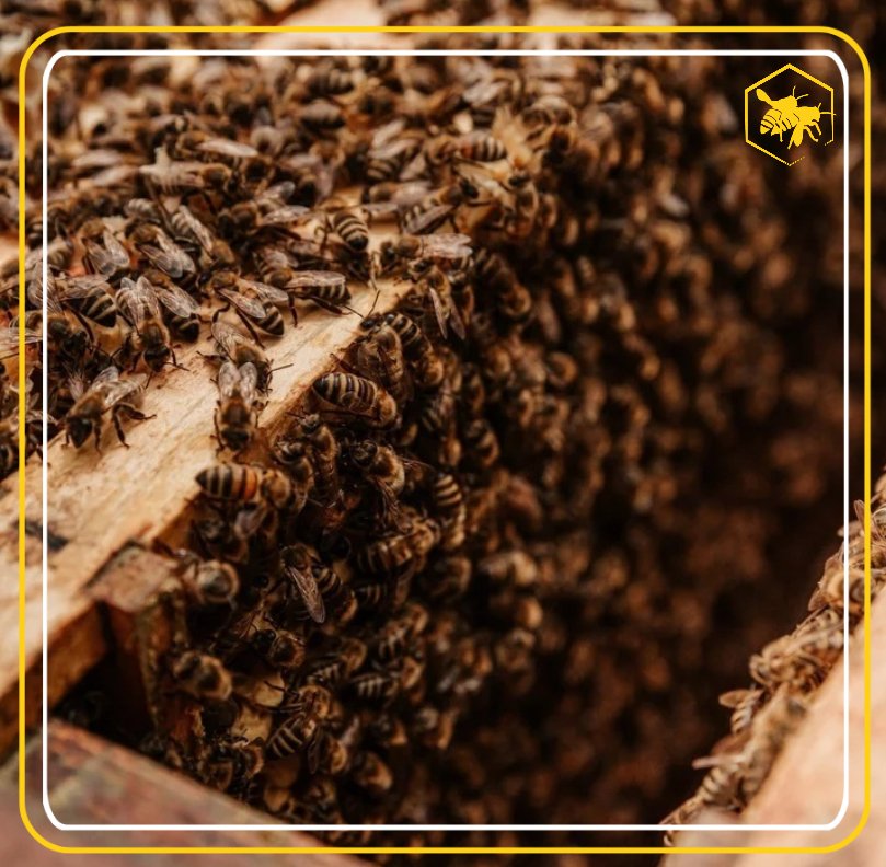 Success Alhaga homestead