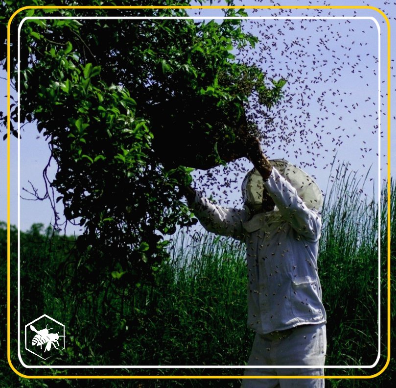 Swarming bees Alhaga homestead