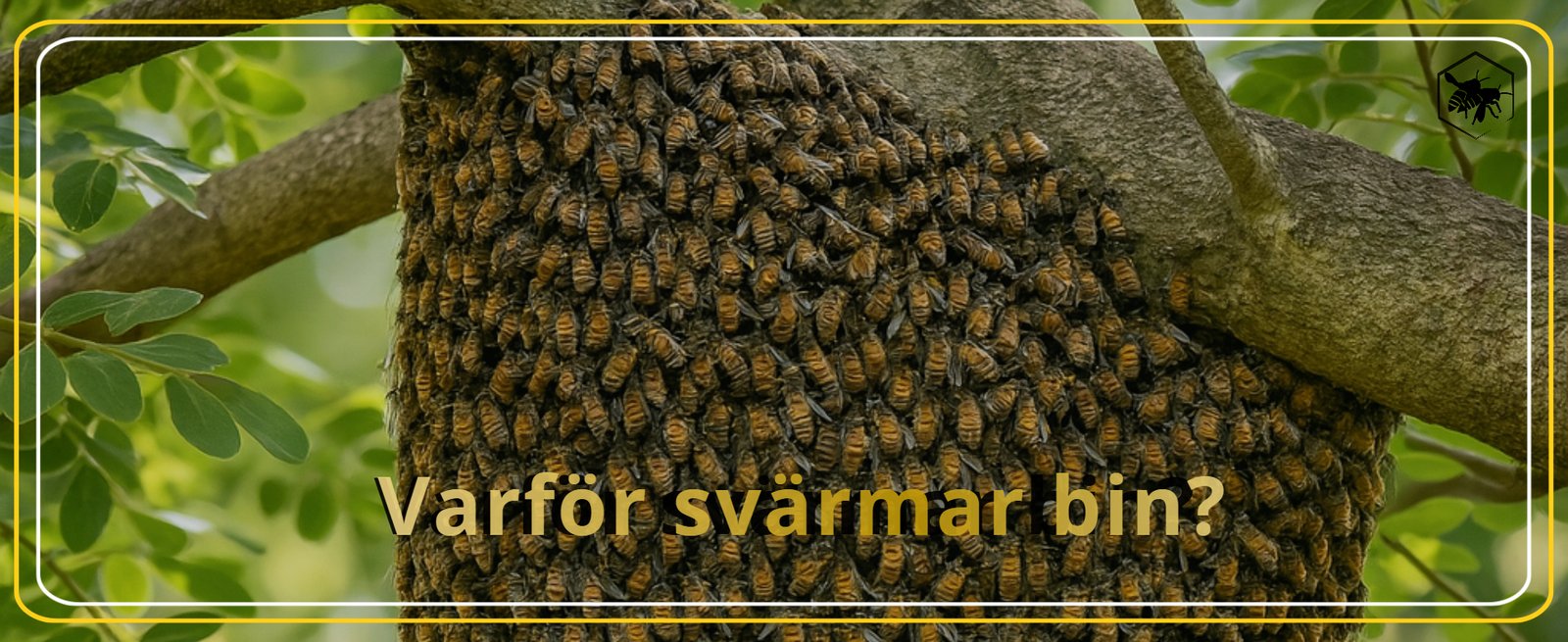 Varför svärmar bin Alhaga homestead