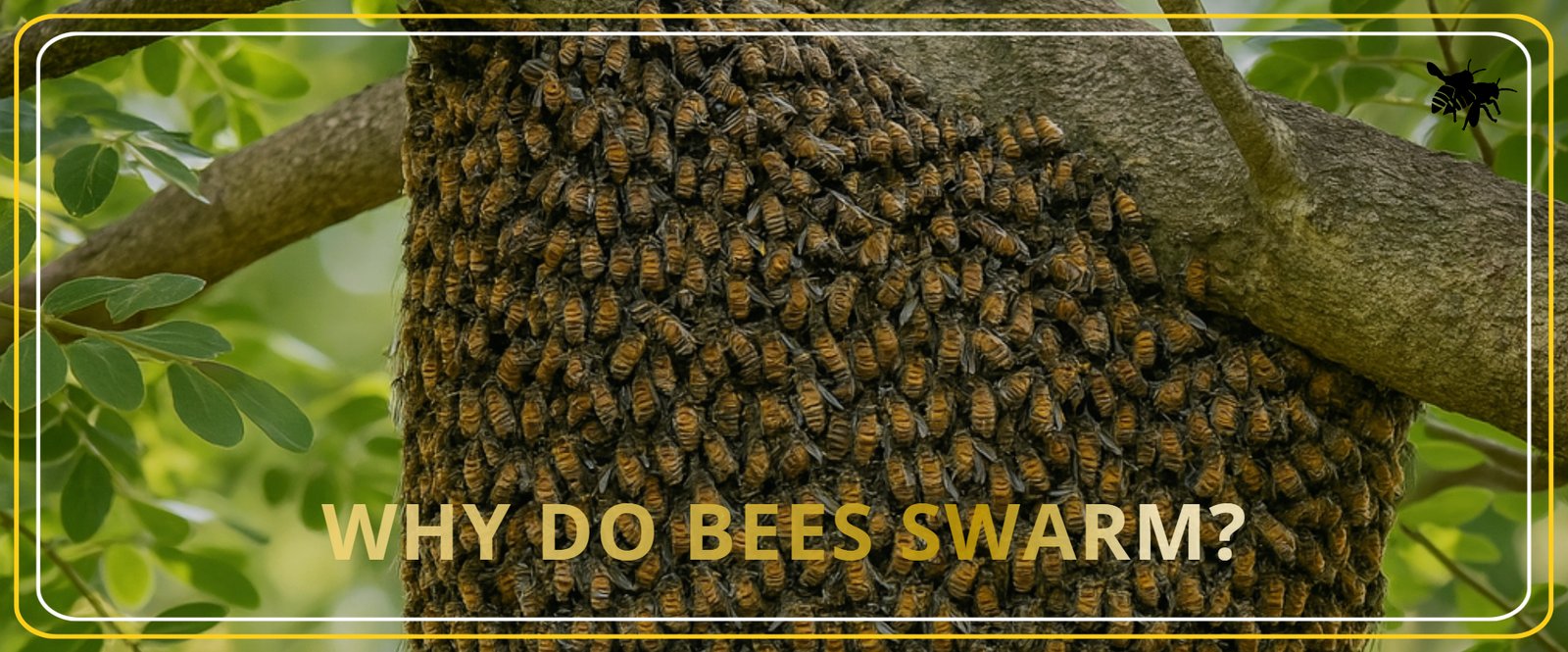 WHY DO BEES SWARM Alhaga homestead