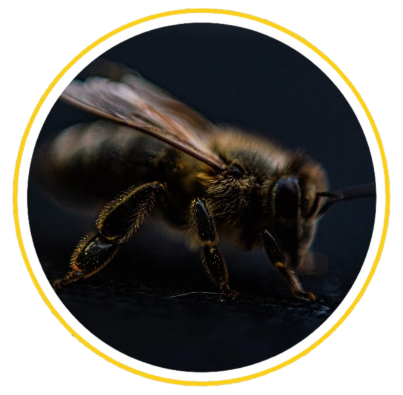 Worker bee Alhaga homestead