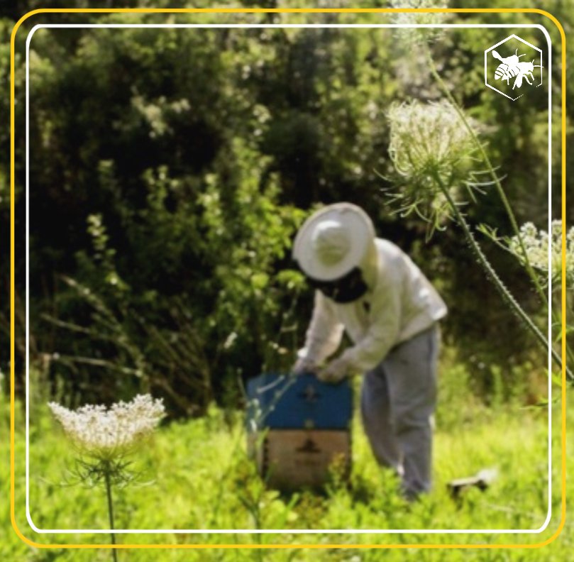pollinators Alhaga homestead