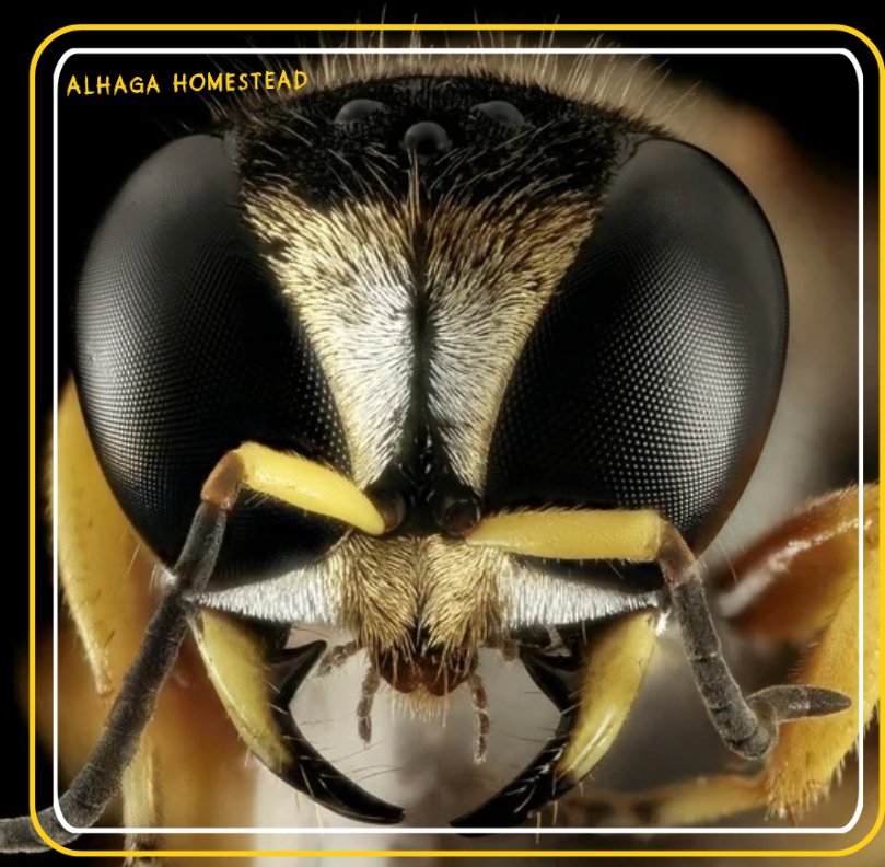 Getining Alhaga homestead