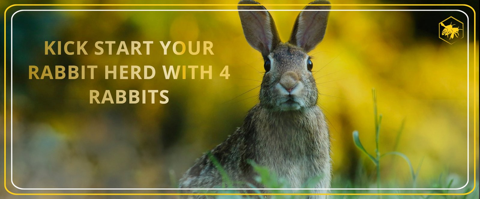 KICK-START YOUR RABBIT HERD alhaga