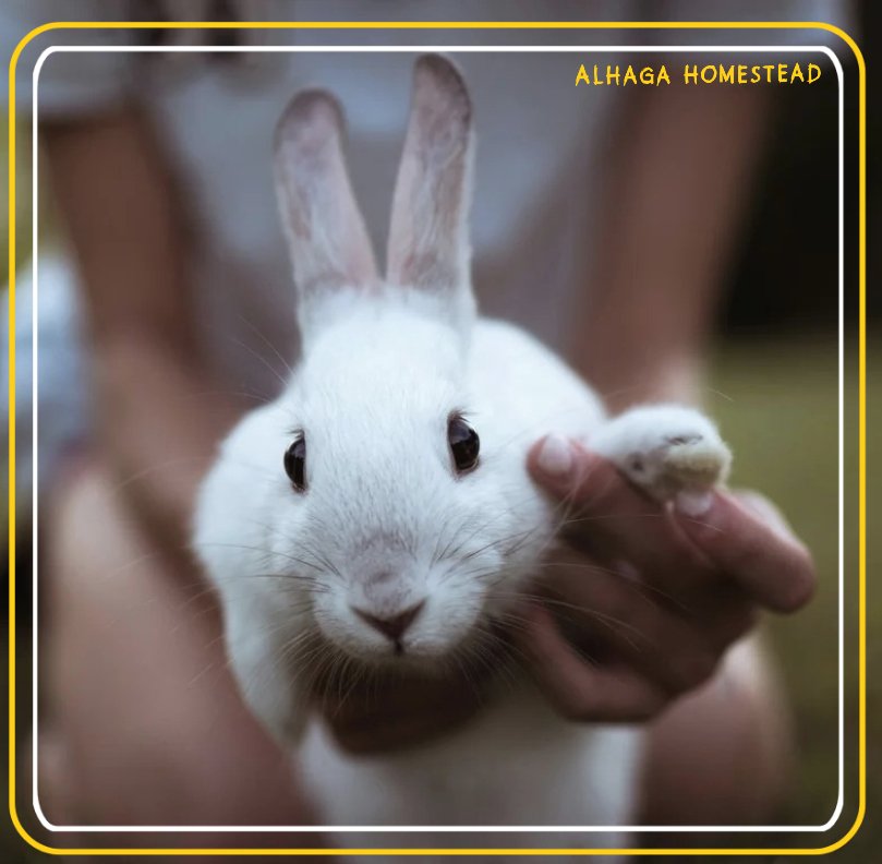 Rabbits vs chickens Alhaga homestead