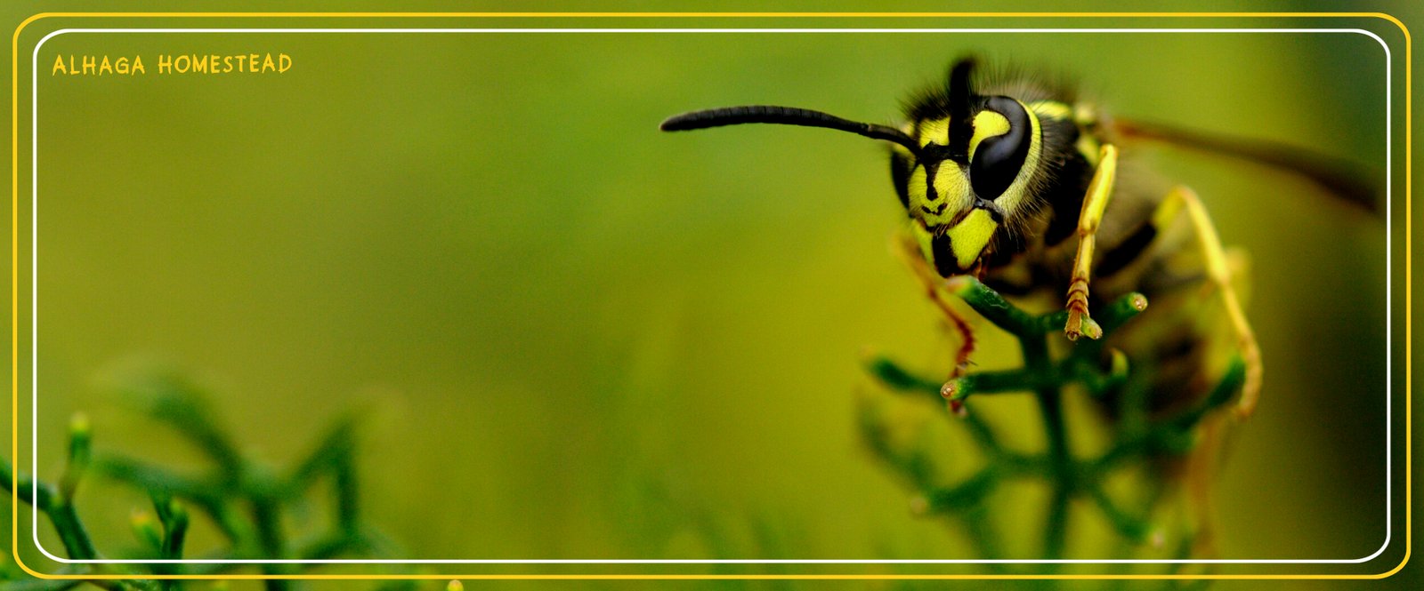 Wasp's Alhaga homestead