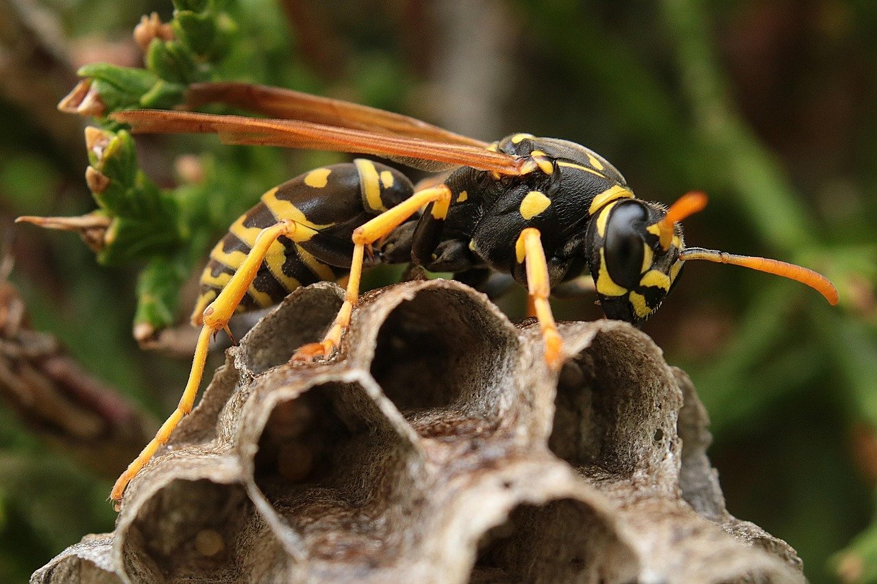 Wasps alhaga homestead Wasps alhaga homestead