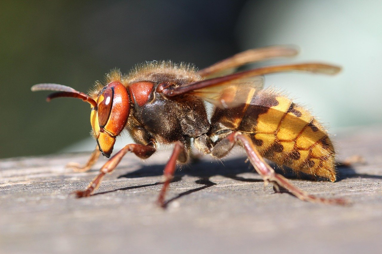 hornet alhaga homestead