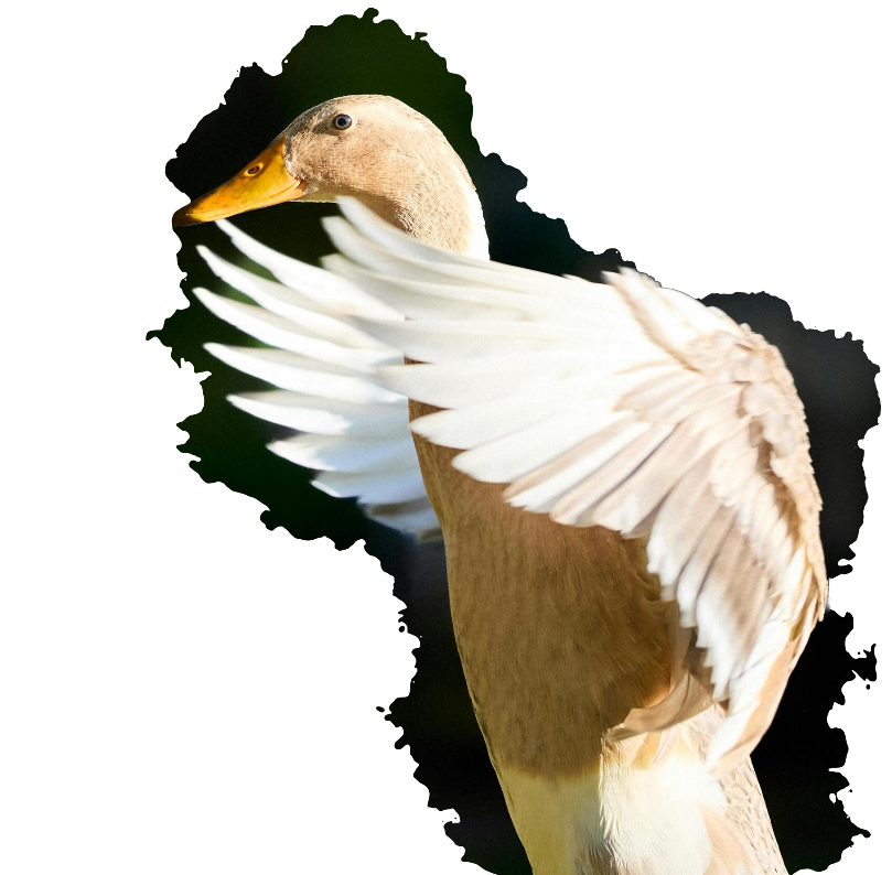 Indian runners Alhaga homestead