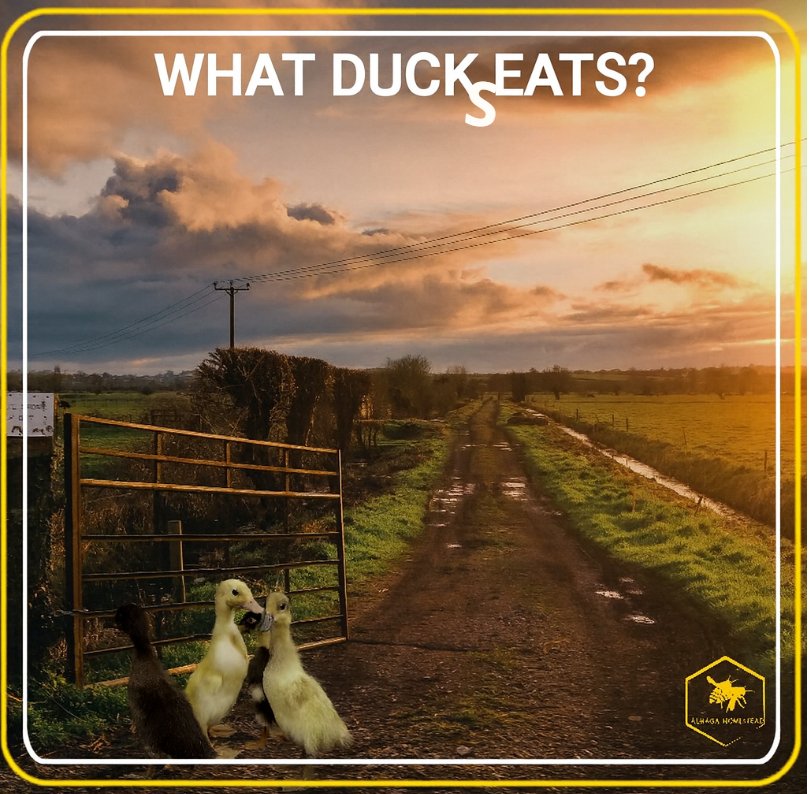 What ducks eat Alhaga