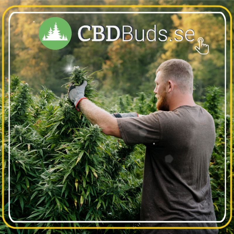 CBD buds Alhaga homestead