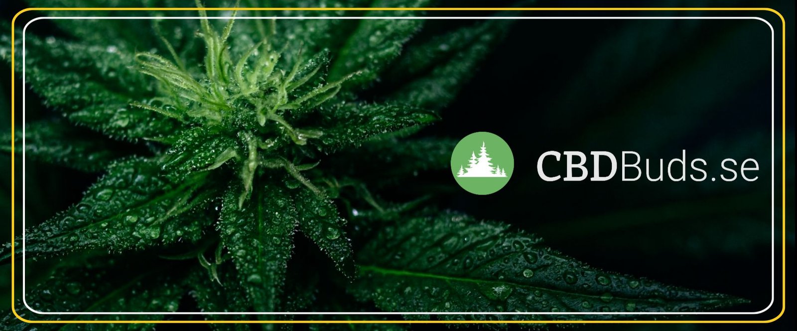 CBD - Alhaga homestead