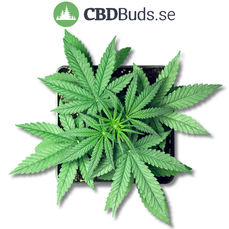 CBD flowers - alhaga homestead
