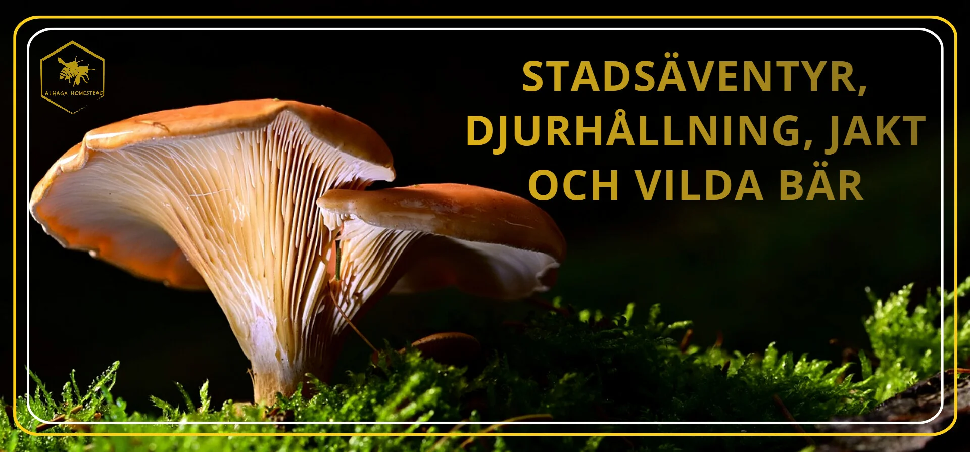 Gemenskap - Alhaga homestead