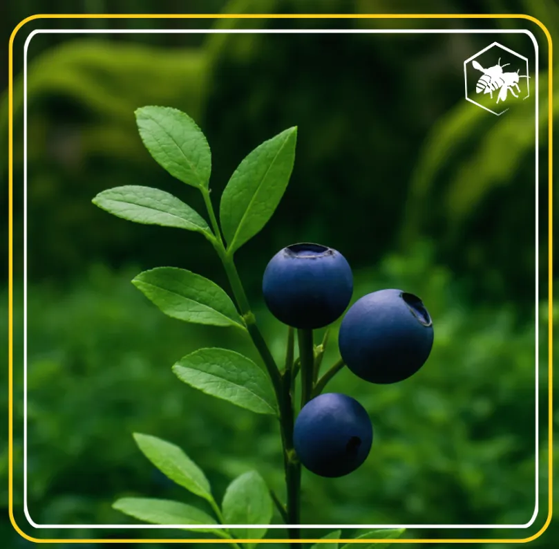 Wild blueberries - Alhaga homestead