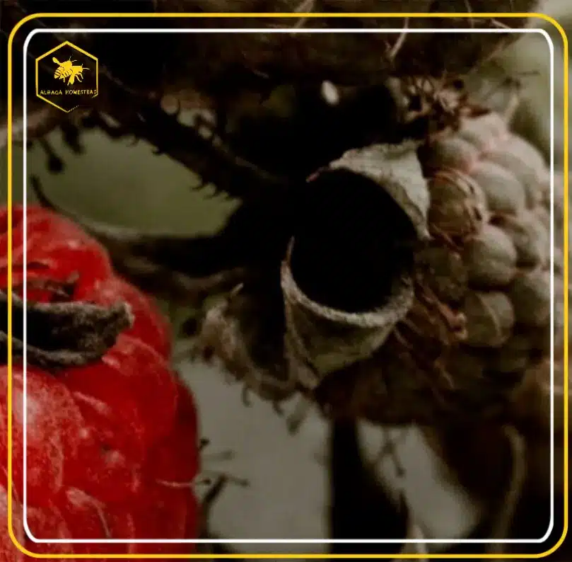 GARDENING - Alhaga homestead