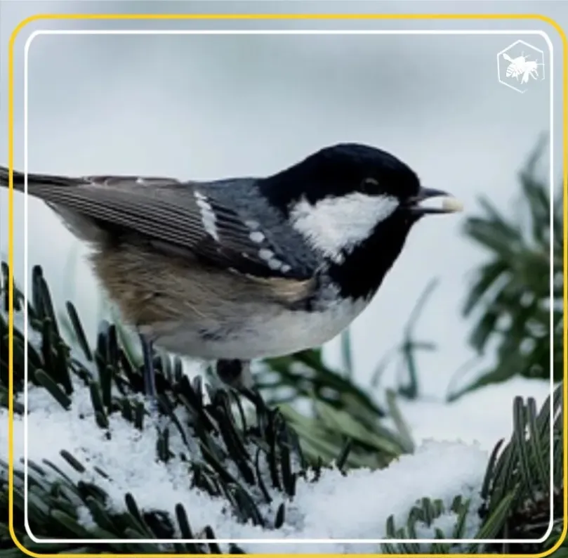 Garden plannin' - Alhaga homestead