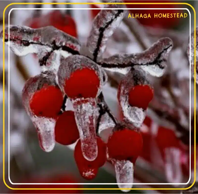 Goals for the year - Alhaga homestead