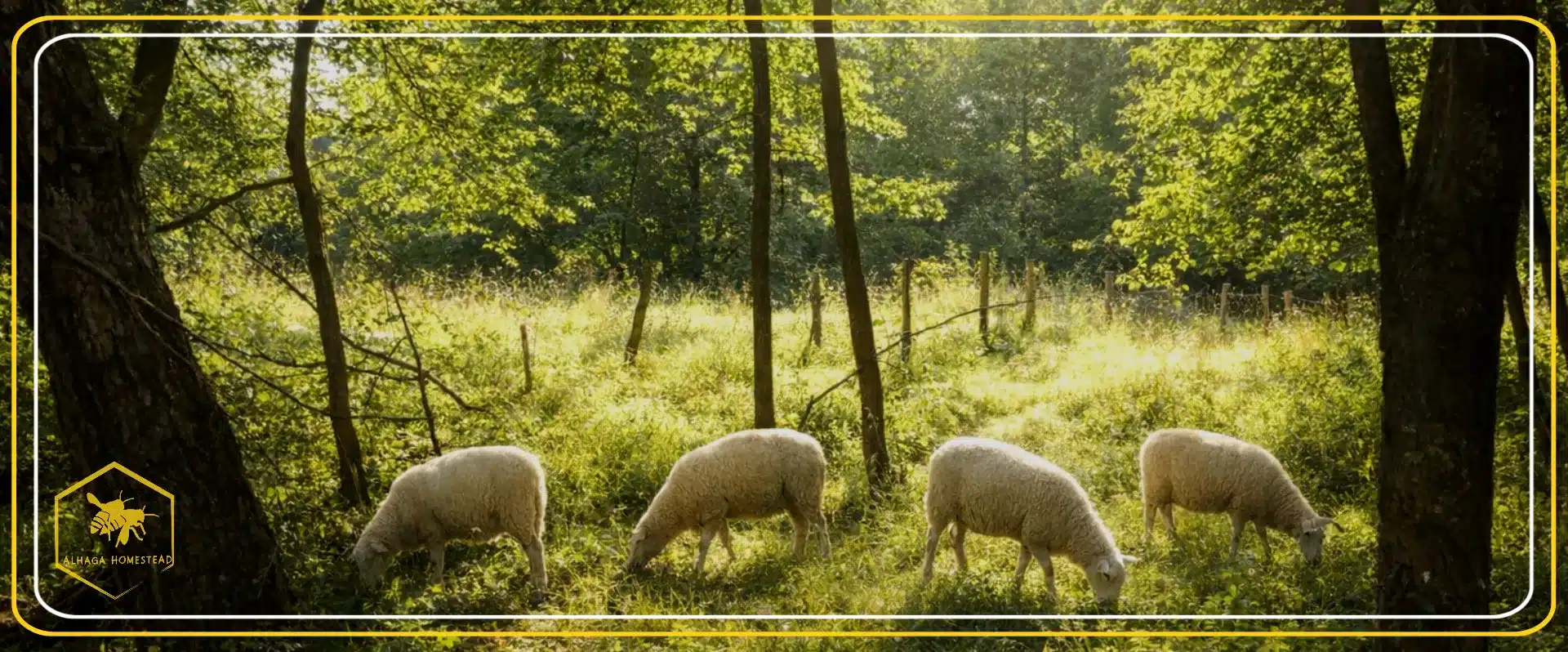 Long term planning - Alhaga homestead