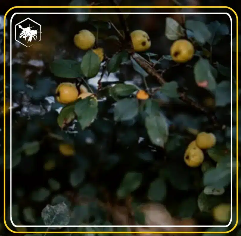 Permaculture - Alhaga homestead