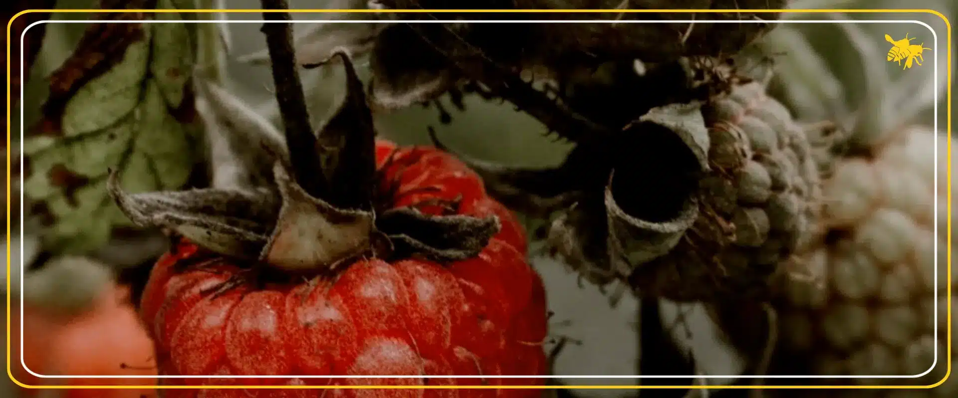 Permakultur Alhaga homestead