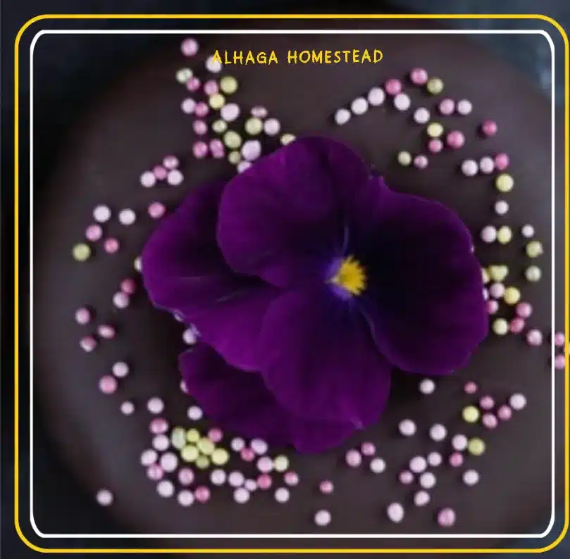 Violets - Alhaga homestead