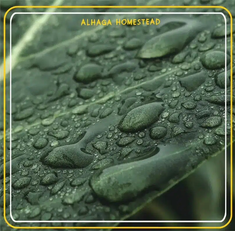 Water is essenti-Alhaga homestead