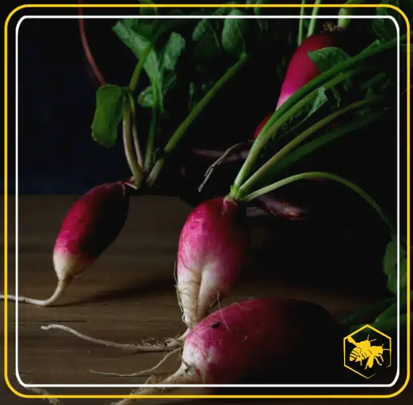 Plantin' your radishes - Alhaga homestead