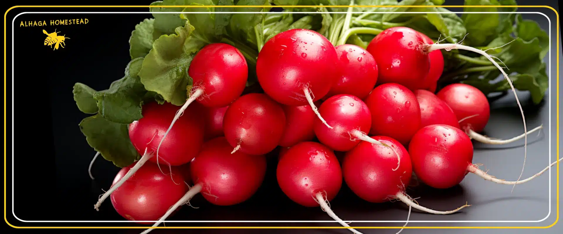 Red radishes - Alhaga homestead