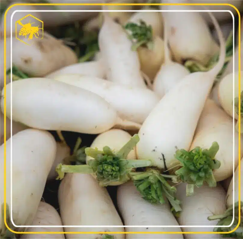 White radishes - Alhaga homestead