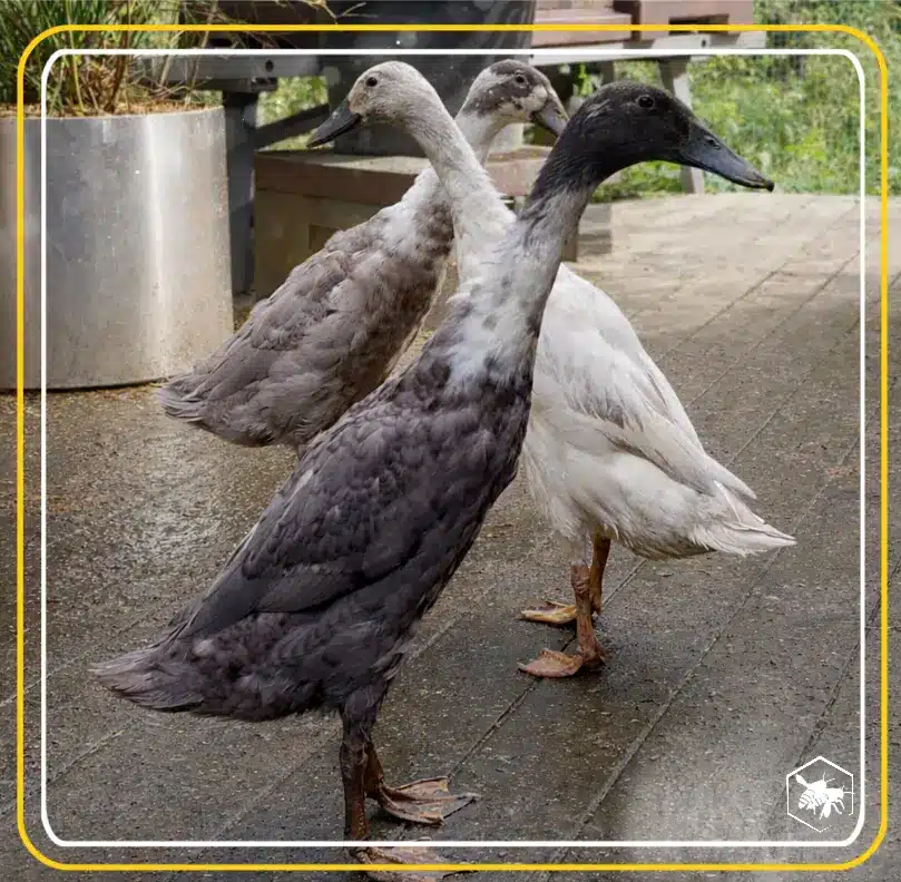 Alhaga homesteads ducks