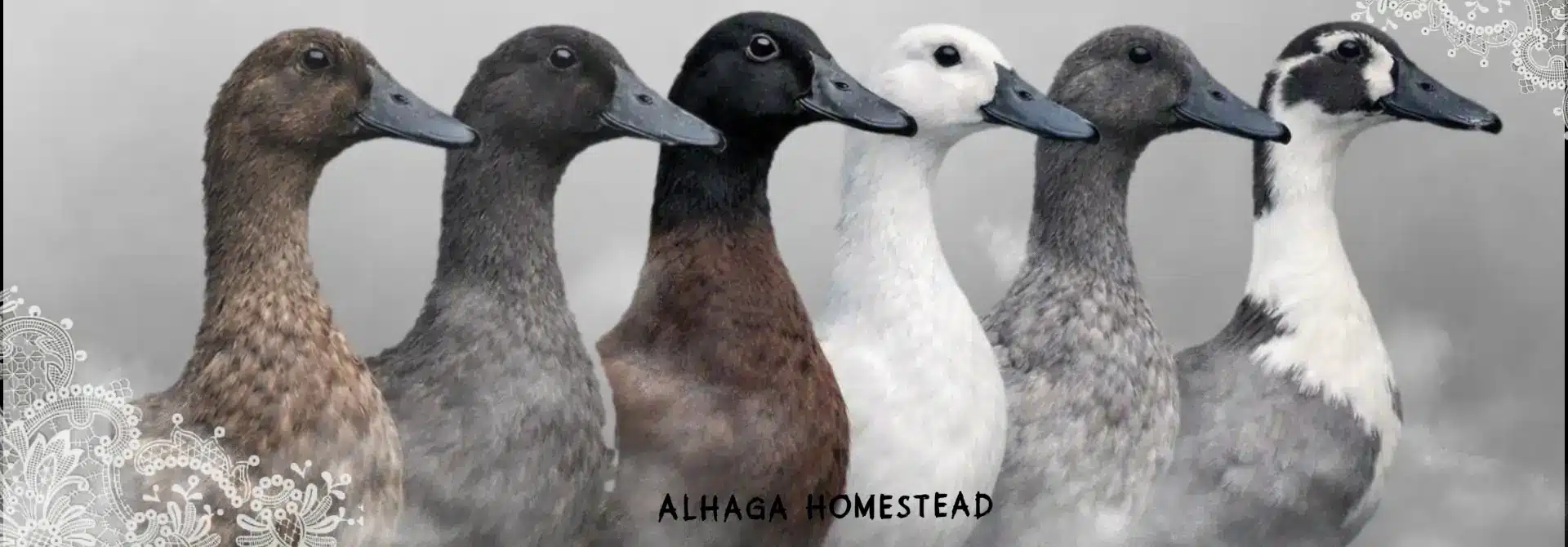 All ducks - Alhaga homestead
