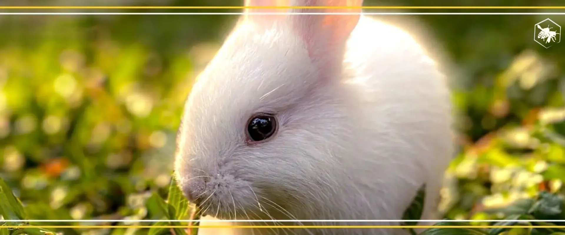 Bunny - Alhaga homestead